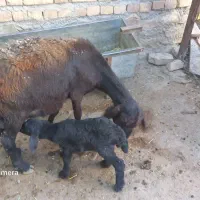 ۲ راس گوسفندقره قزیل جوان