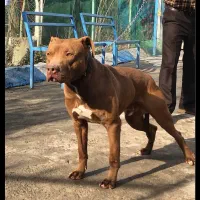 قبولیه واگذاری سگ