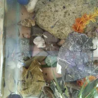 بچه گوپی