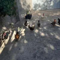 یک جفت مرغ خروس مرندی ب فروش میرسد