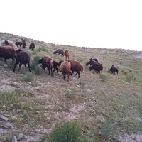میش بره دار