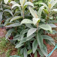 تولیدی گل و گیاه (محوطه سازی تخصصی)|خدمات باغبانی و درختکاری|تنکابن, |دیوار