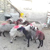 11 راس میش جوان دو رگه|حیوانات مزرعه|تربت‌حیدریه, باغ سلطانی|دیوار