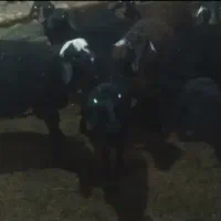 بره|حیوانات مزرعه|نیر (اردبیل), |دیوار