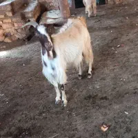 ۳ تا بز بزغاله دار جوان گله گرد .. میش و بره