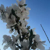 استخدام فروشنده خانم