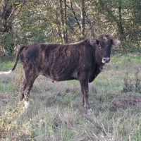 لیشه  گاو چالوسی آس|حیوانات مزرعه|املش, |دیوار