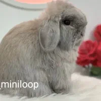 خرگوش های لوپی لوپی تربیت شده|موش و خرگوش|کرج, کیانمهر|دیوار