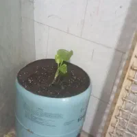 کپسول خالی گاز کولر|کولر گازی و فنکوئل|بردسکن, |دیوار