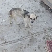 جی واوا پا کوتاه|سگ|خرمشهر, |دیوار