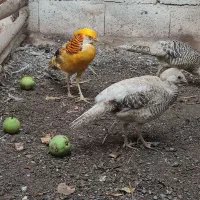 جوجه طاووس|پرنده|مشهد, هدایت|دیوار