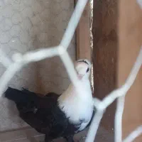 مجسمه|مجسمه، تندیس، ماکت|زاهدان, |دیوار