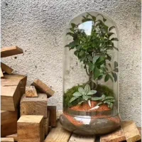 تراریوم ،کادو،هدیه.مناسبت.بنسای|گل و گیاه طبیعی|تهران, ائمه اطهار|دیوار