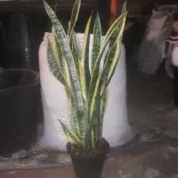 سانسوریا