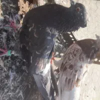 سه طوق سرور