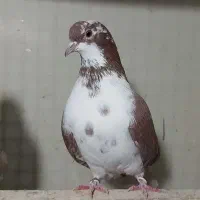 کبوتر پرشی