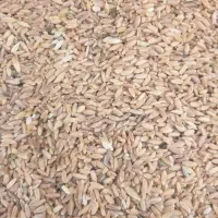 گندم دیم|عمده‌فروشی|نیشابور, بنیاد شهید|دیوار