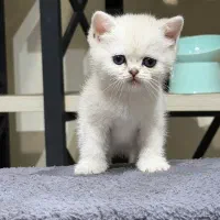 گربه بریتیش