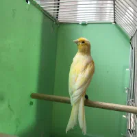 کمربند مشکی.قناری ۳عدد