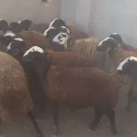 تعداد ۷۰ رس بره ماده اصیل شال سبک و سنگین وزن|حیوانات مزرعه|قزوین, |دیوار