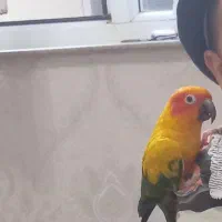 گمشده پرنده خورشیدی|حیوانات|تبریز, |دیوار