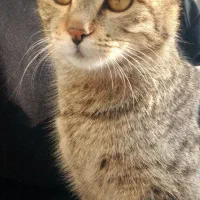 واگذاری بچه گربه