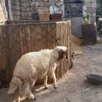 یک عدد بره قوچ سنجای