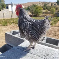 مرغ و خروس زینتی نژاد آمروک|حیوانات مزرعه|شیراز, اکبر آباد|دیوار