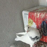 طوقی|پرنده|گلپایگان, |دیوار