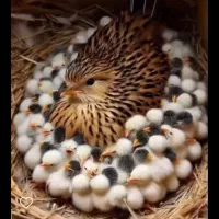 یک روزه  بلدرچین