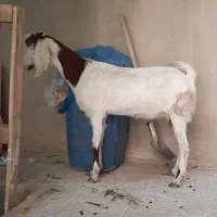 جوان مری