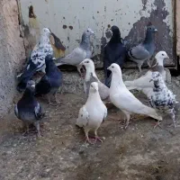 کبوتر|پرنده|سبزوار, کلاته سیفر|دیوار