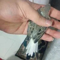 قناری بخون|پرنده|قرچک, میرزائی شمالی|دیوار