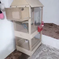 قفس عروس هلندی یا مرغ عشق