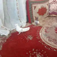 یه حفت کبوتر|پرنده|خرمدره, |دیوار