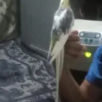 عروس هلندی دستی|پرنده|سراوان, |دیوار