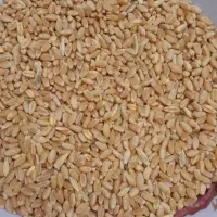 گندم معاوضه