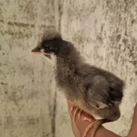 جوجه ۹ روزه  ساده و کاکلی و گردن لخت