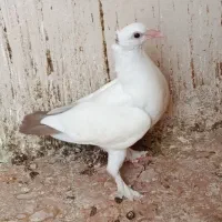 کبوتر دم سرخ کرمانی