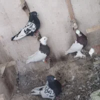 کبوتر|پرنده|شیراز, شهرک ایثار|دیوار