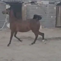 کرهمادیاندرشور