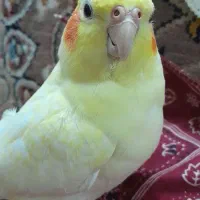 ۲ تا عروس هلندی