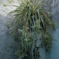 کمک به محیط زیست