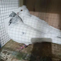 کفتر کله خال زاغ با تخم قیمت مفت