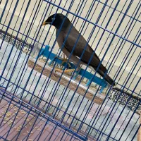 مرغ مینا|پرنده|اردبیل, |دیوار