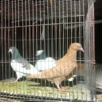 کبوتر کفتر گرفتنی