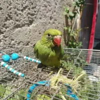 طوطی ملنگو سالم و سرحال آماده یادگیری