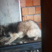 سگ ژرمن شولاین