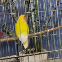 طوطی برزیلی ماده اماده جفت|پرنده|کرج, آق تپه|دیوار