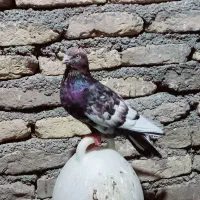 اهواز شهرالحایی